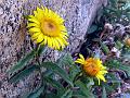 Bluntleaf Inula